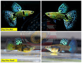 Aquarium Guppy Fish High Quality-  Mini King Cobra - Betta USA Aquatic